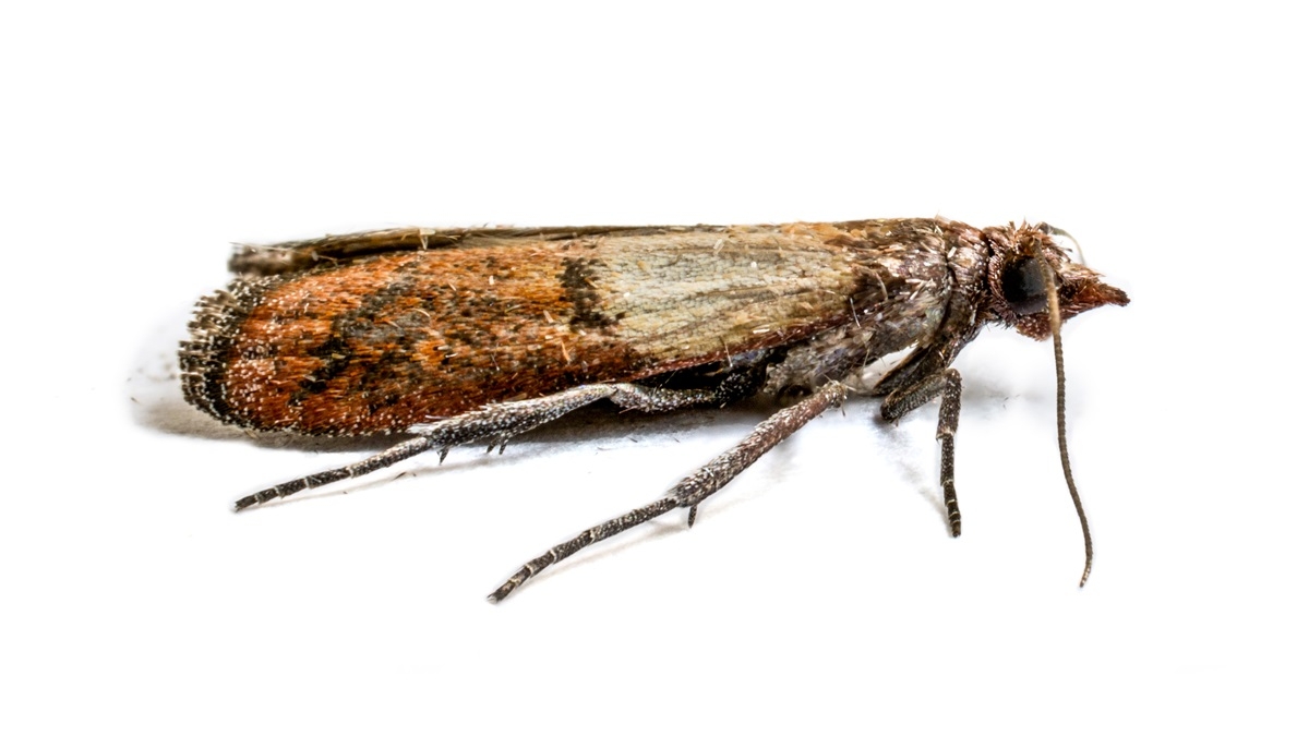 Moth; Moonlake Republic; Moth Traps for Clothes & Pantry - Dual Pantry Moth Trap and Clothing Moth Traps; Natural & Odor-Free Closet and Pantry Moth Traps with Pheromones; Set of 6 Moth Traps for House