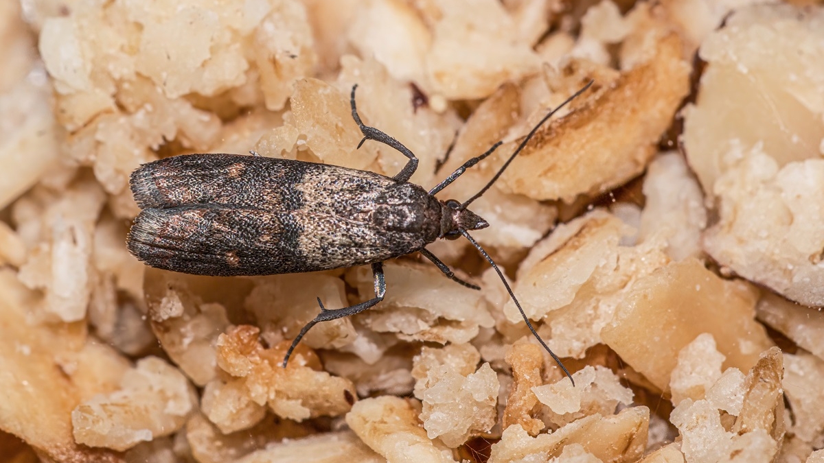 Moth; Moonlake Republic; Moth Traps for Clothes & Pantry - Dual Pantry Moth Trap and Clothing Moth Traps; Natural & Odor-Free Closet and Pantry Moth Traps with Pheromones; Set of 6 Moth Traps for House