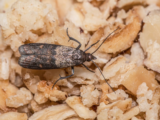 Moth; Moonlake Republic; Moth Traps for Clothes & Pantry - Dual Pantry Moth Trap and Clothing Moth Traps; Natural & Odor-Free Closet and Pantry Moth Traps with Pheromones; Set of 6 Moth Traps for House